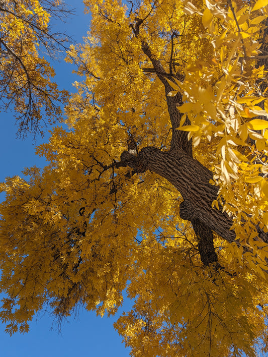 Fall Colors - Rachael-Anne Omps